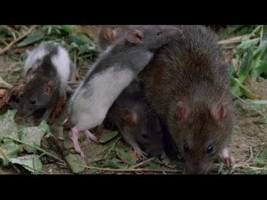 ネズミ動物パニック 映画『ウイラード』DVD&ブルーレイ化特別映像